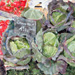 Cabbages, Arles